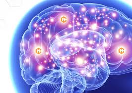 Neurocyclin - เพื่อความจำที่ดีขึ้น - พัน ทิป - ดี ไหม - ผลกระทบ